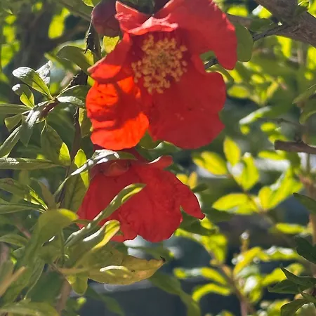 La Pura Vida - Glamping Κάμπινγκ