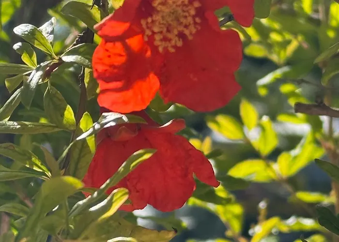 La Pura Vida - Glamping Camping